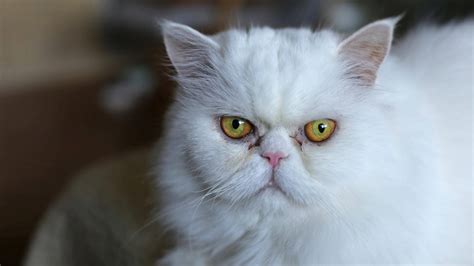 長毛人|人気の猫の長毛種13選！猫の種類ごとに性格や特徴も。